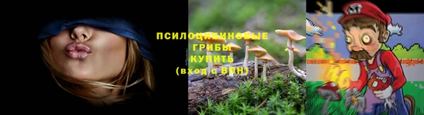 прущие грибы Бронницы